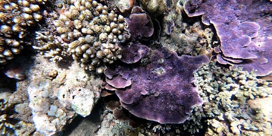 coral morado vandeviaje